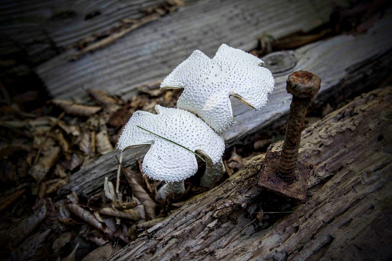 White cross-shaped mushrooms with spikes on their heads sprout through the wooden stairs on Mt. Kyogakura, one of the 100 Famous Mountains of Yamagata located in Sakata City, in the Tohoku region of North Japan.