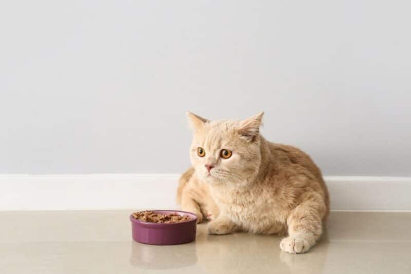 What are the top 5 dry foods for senior cats 2024?