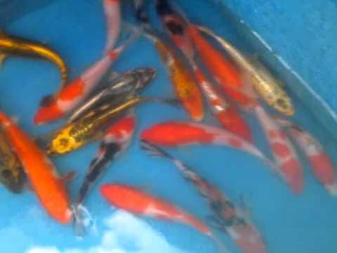 Grosir Ikan Koi Murah Jual Ikan Koi Kohaku Langsung Petani