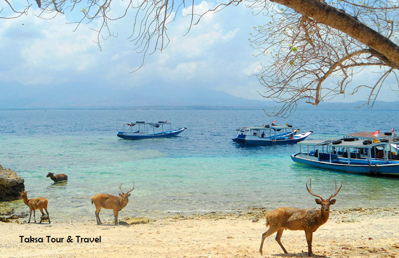 Paket Open Trip Ke Pulau Menjangan Dan Pulau Tabuhan Wa