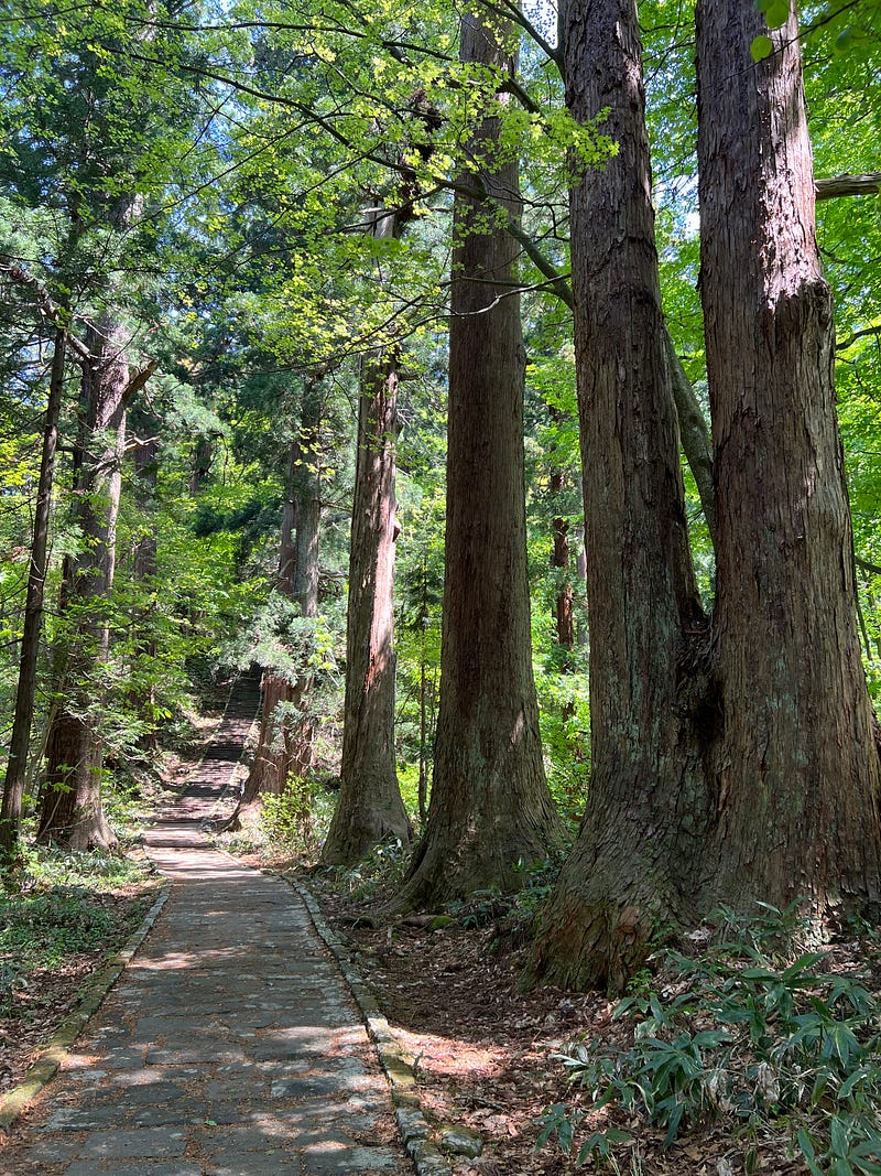 Stone path winding between tall cedar trees.