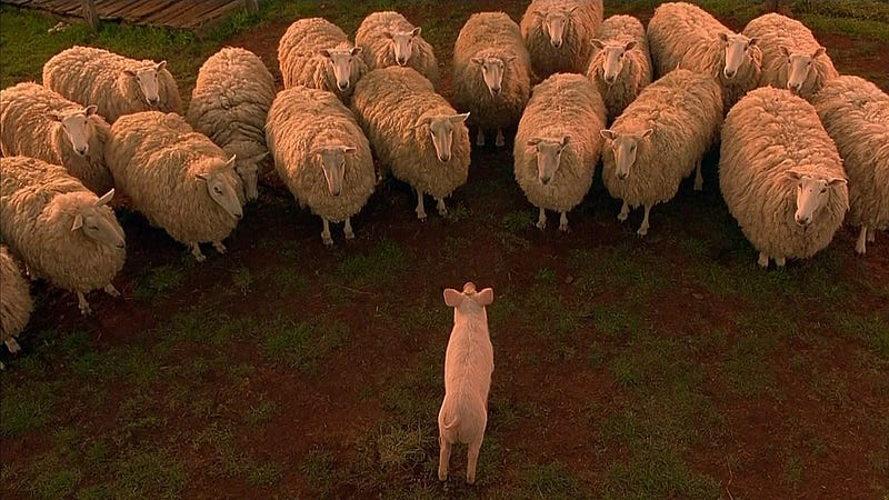 Daily Dialogue theme next week: Farm