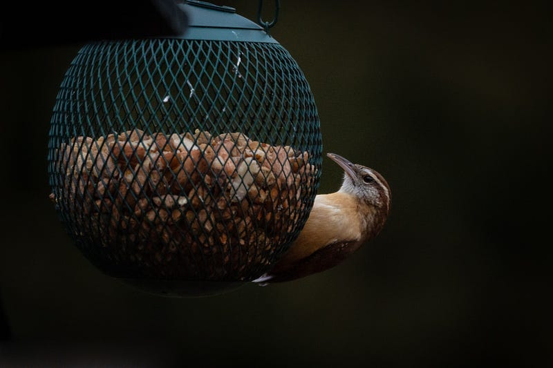 a brown bird feeding sideways