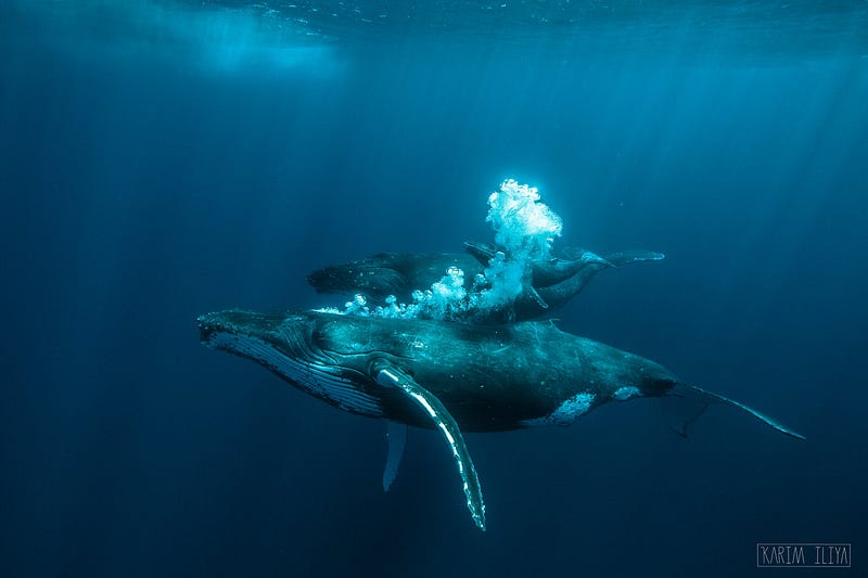Dancing with Whales: A Storyhunter Takeover by Karim Iliya