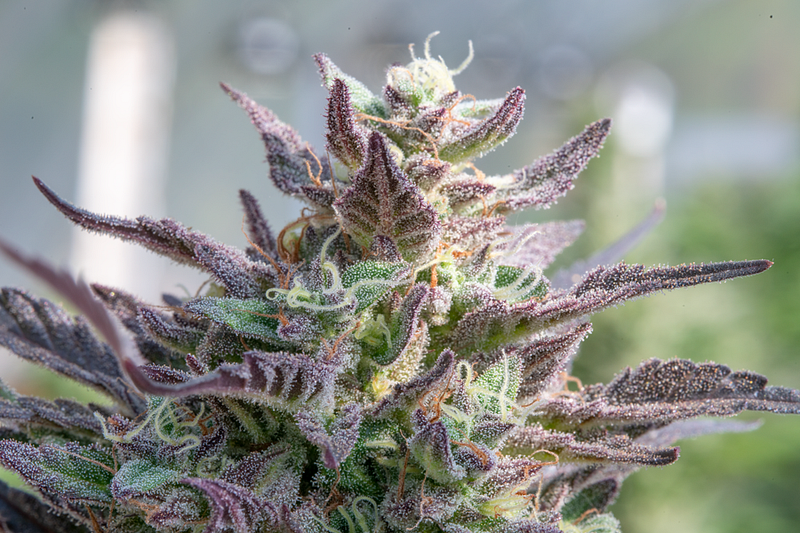 Organic Growers Sweep Oregon’s G.O.A.T. Cup Sungrown Category