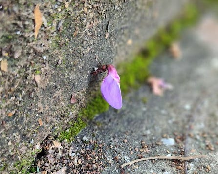 A brownish-red climbing the riser of a concrete step holding a large purple-pink flower petal above his head.