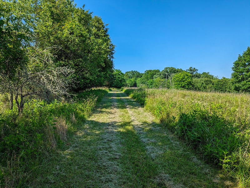 Grass path cut through a field, bordered by trees