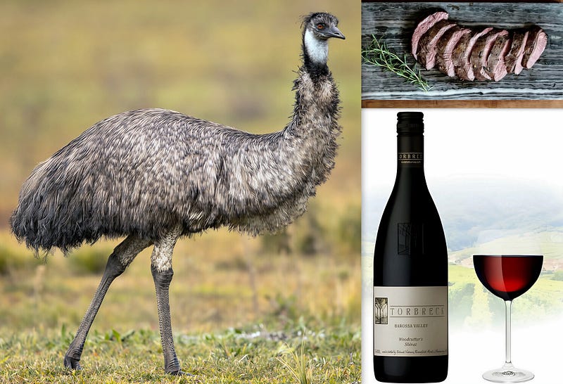 Running Wild and Feathered: The Enduring Allure of the Emu