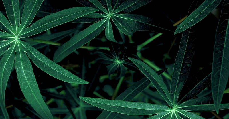 Helping African Farmers Increase Their Yields Using Deep Learning