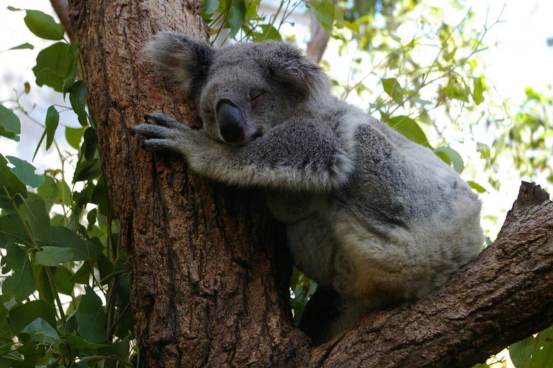 A Dharug Taxonomy of Australian animals | Objects as Ambassadors