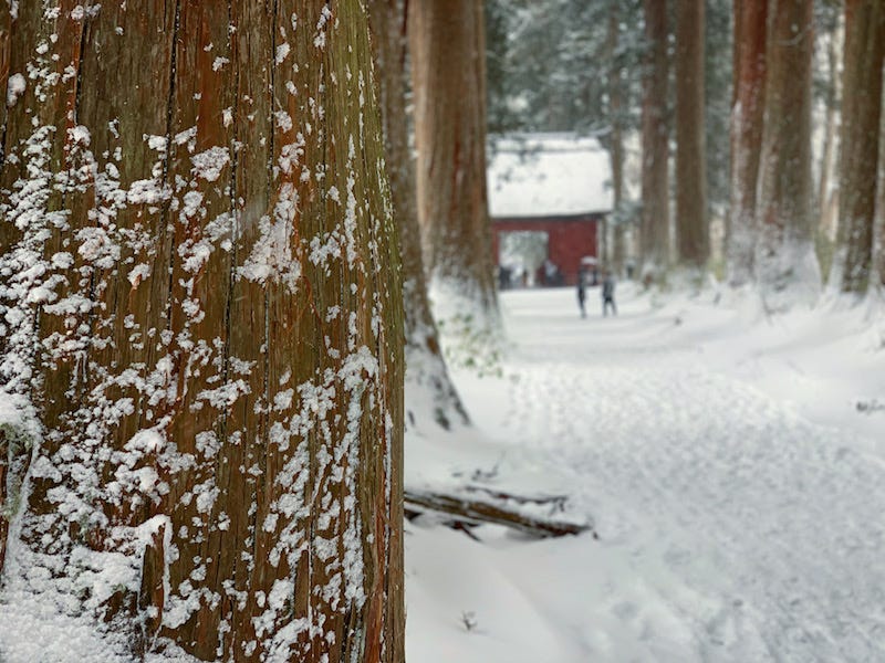 Massive cedar trees line a snowy path to the innermost part of Nagano’s Togakushi Shrine