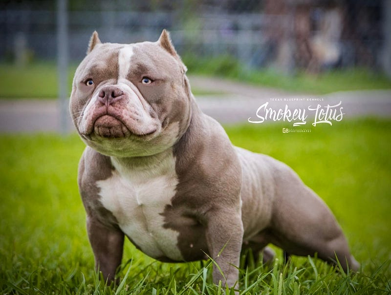 AMERICAN BULLY 101: BREED GUIDE POCKET, STANDARD, XL & ALL TYPES: MICRO ...