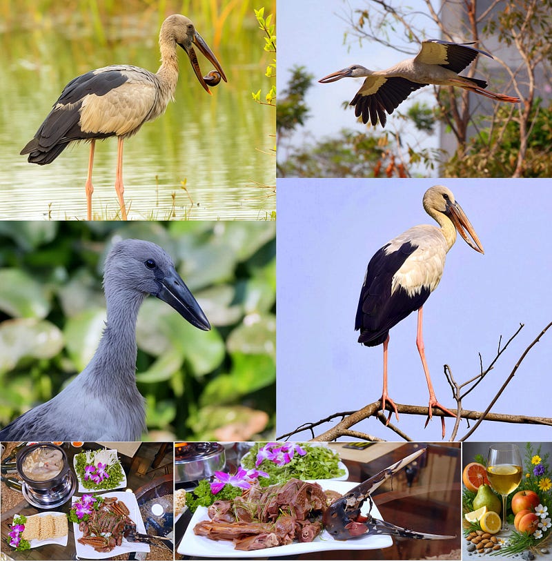 The Asian Openbill Stork: Evolution’s Gapped-Bill Engineer and Its Quiet Place in Wetland Culture