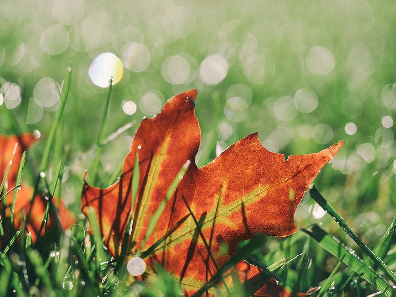 Why I'm Turning Over a New Leaf & Refocusing My Energy