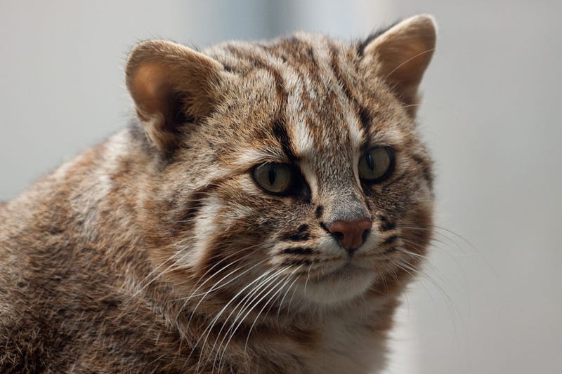 Let’s go see the Tsushima Leopard Cat! – International House – Medium