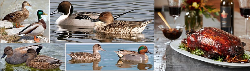 Wings of Flavor and Heritage: The Story of Wild Anas Ducks