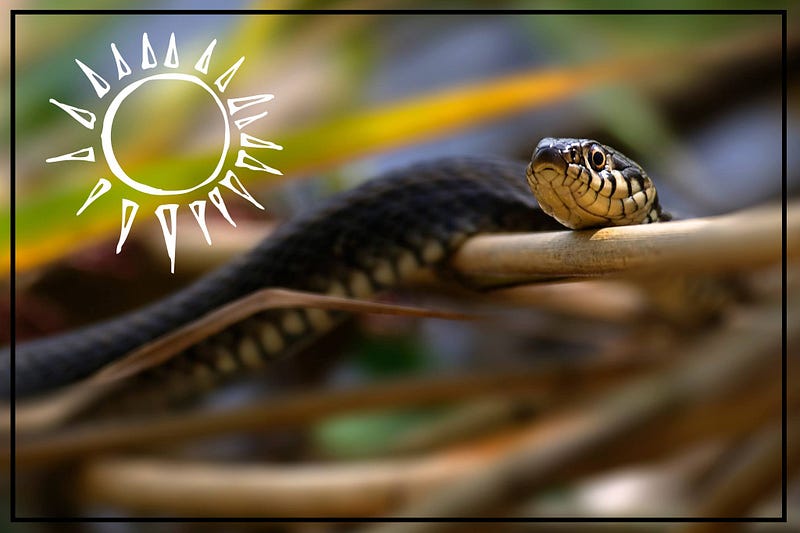 Does UVB Prevent Viral Respiratory Infections in Reptiles? feature image