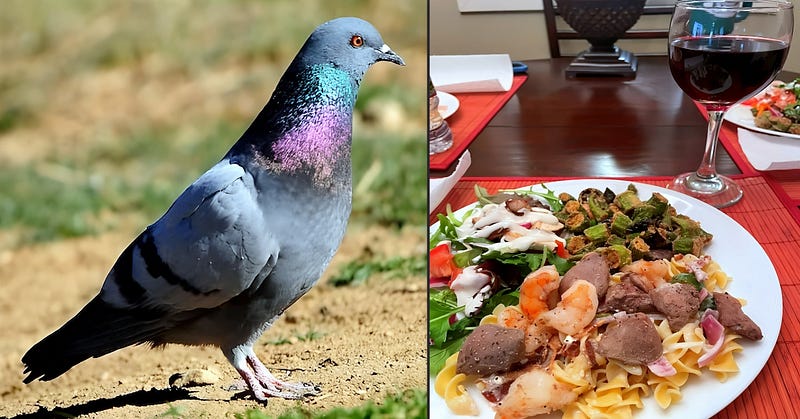 Wings of the City: The Untold Elegance of the Rock Dove