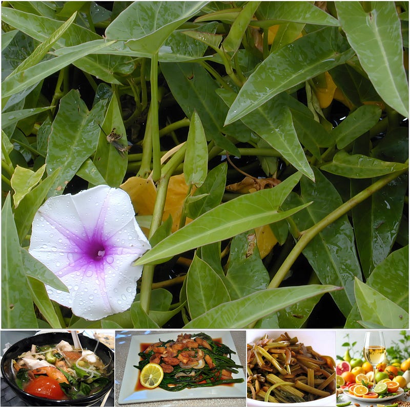 The Floating Green: How Water Convolvulus Sustains Asia’s Wetlands and Tables
