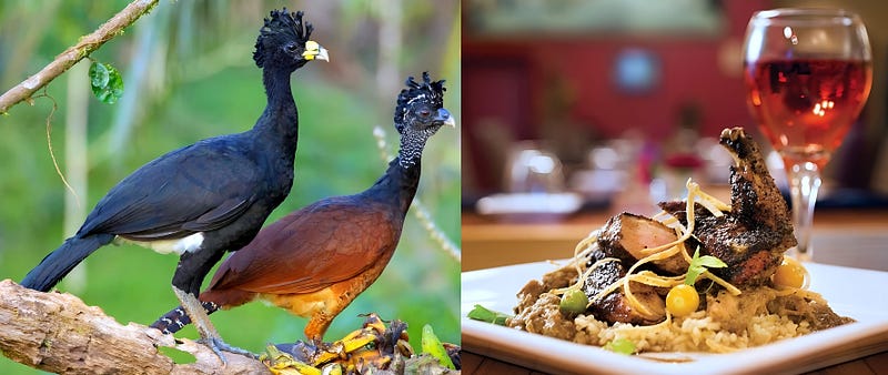 The Regal Guardian of the Rainforest: The Great Curassow