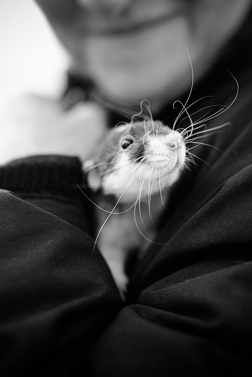 Dr. Theodora Capaldo with a rescued rat awaiting adoption at the Massachusetts SPCA. USA, 2014. Jo-Anne McArthur / NEAVS / We Animals Media