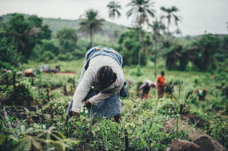 Photo of a female african worker picking food in a field
