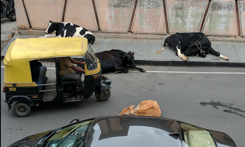 Photo of a street with autorickshaws and cars avoiding cows on the road