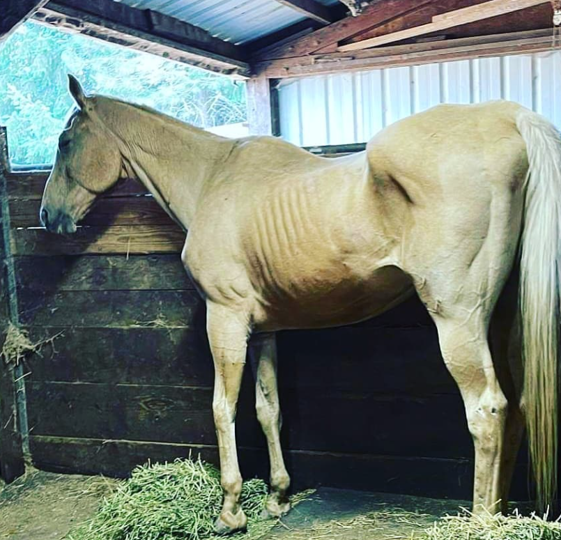 Emaciated Horse