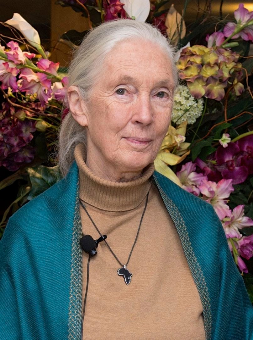 Jane Goodall looks into the camera with a smile, wearing a teal cardigan and standing in front of beautiful pink, yellow, and red flowers.