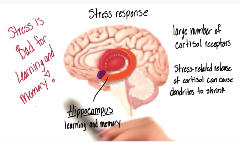 brain, hippocampus, cortisol receptors reduce dendrites that support learning