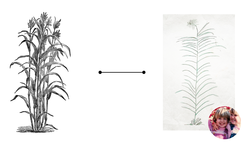 On the left, scientific illustration of a sugar cane. On the right, a child’s drawing with many lines.