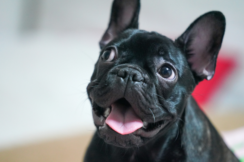 French Bulldog Breathing Problems