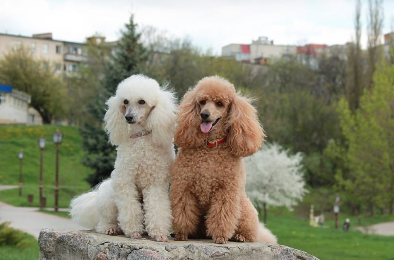 What were Poodles Dogs Bred for: Unveiling Their Past