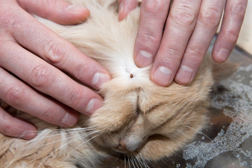 “Hands inspecting a tick on a cat’s fur.”
 
 Remember to stay vigilant about tick prevention and seek medical attention if bitten by a tick.