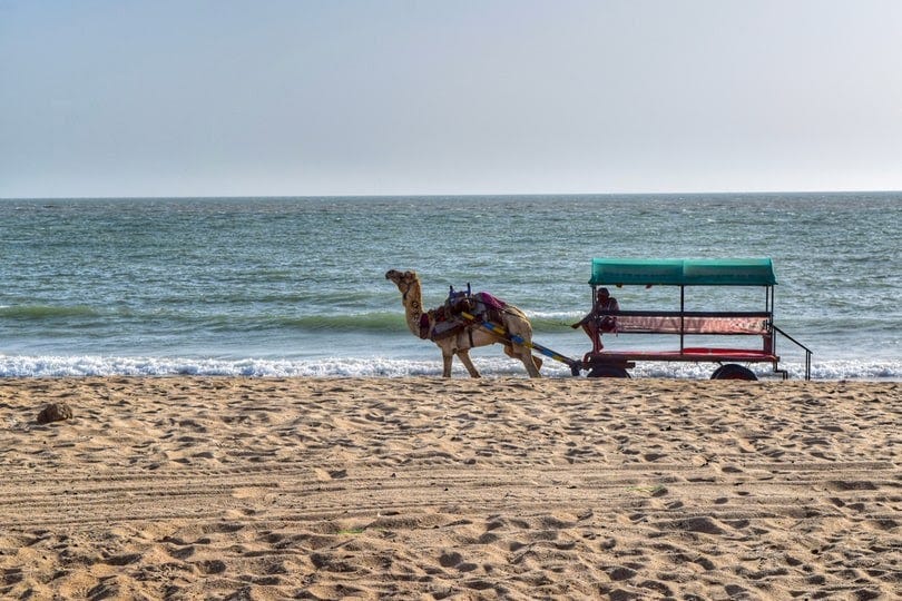 Camel walking on Mandvi Beach, Gujarat