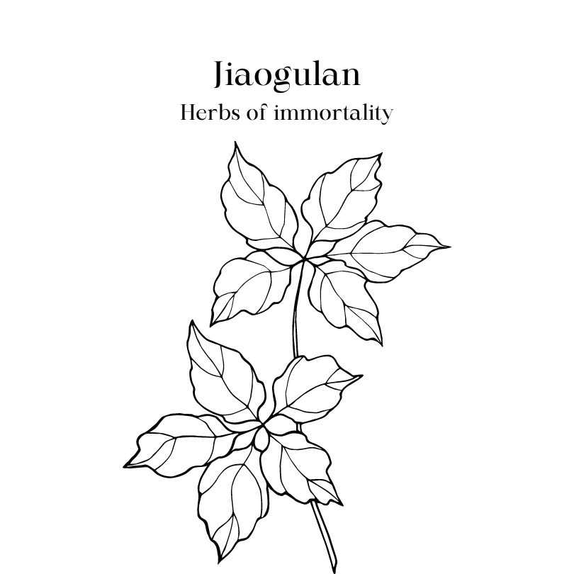 Jiaogulan Herbs of immortality