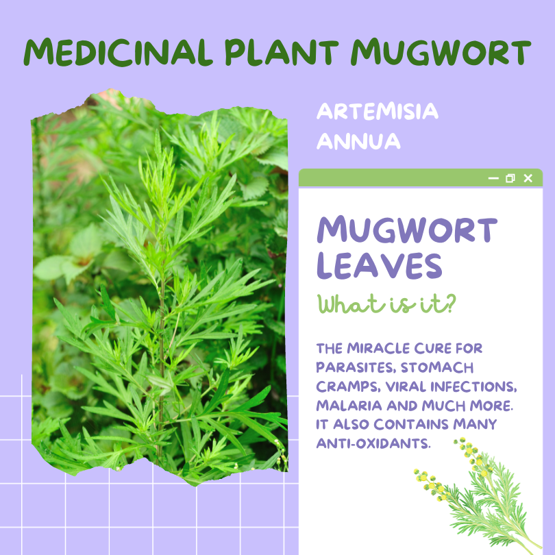 Mugwort