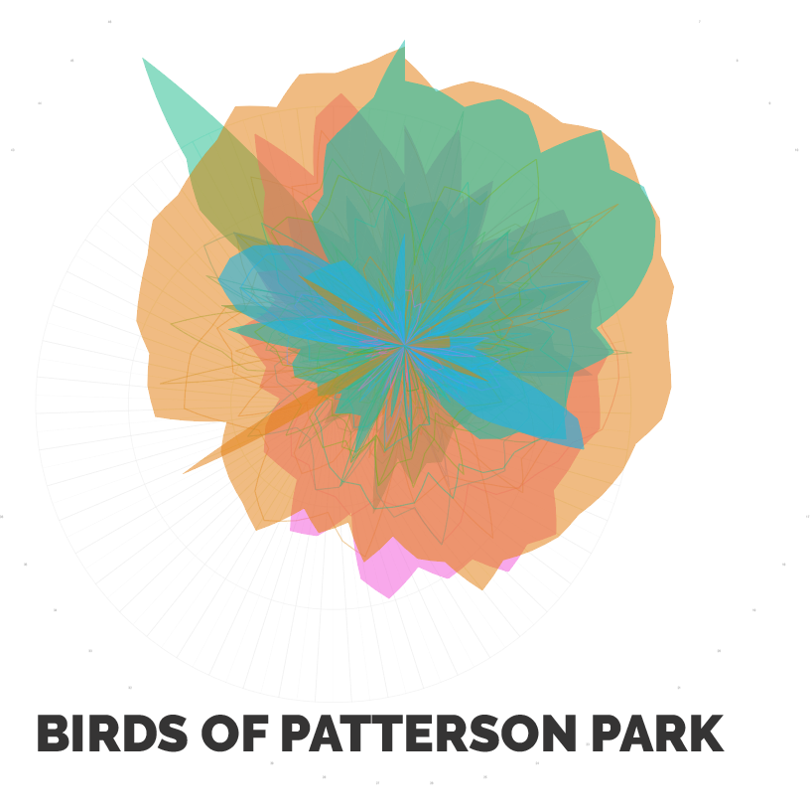 Radial line chart of all birds at the park. Many lines are turned to areas in this version.