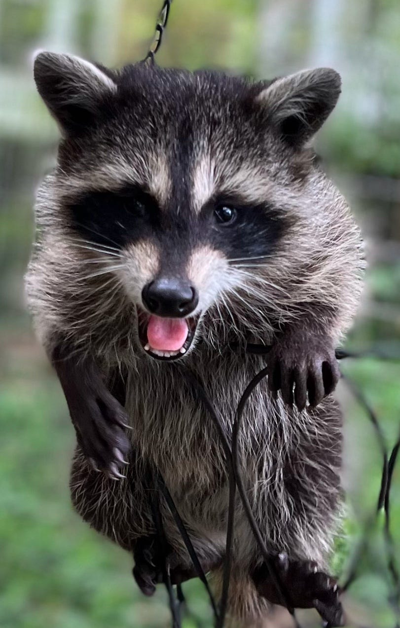 Photo of a baby raccoon climbing a fence with their tongue sticking out.