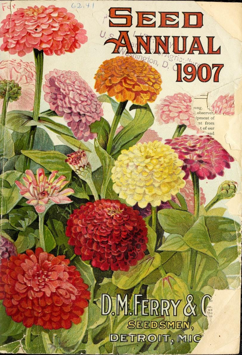 The cover of a 1907 Ferry Seed Company Catalog showing multcolor zinnia flowers. Source: Public Domain.