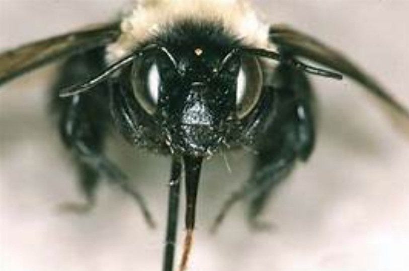 Southeastern Blueberry Bee physical characteristics