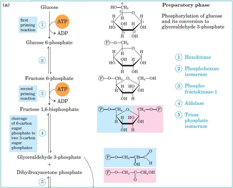 A flow diagram explaining Preparatory Phase of Glucolysis.