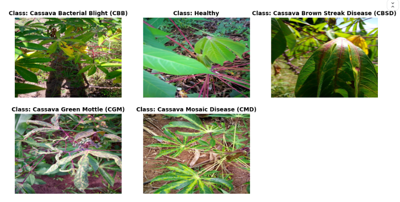 5 images representing cassava plants with 4 different diseases 1 healthy plant