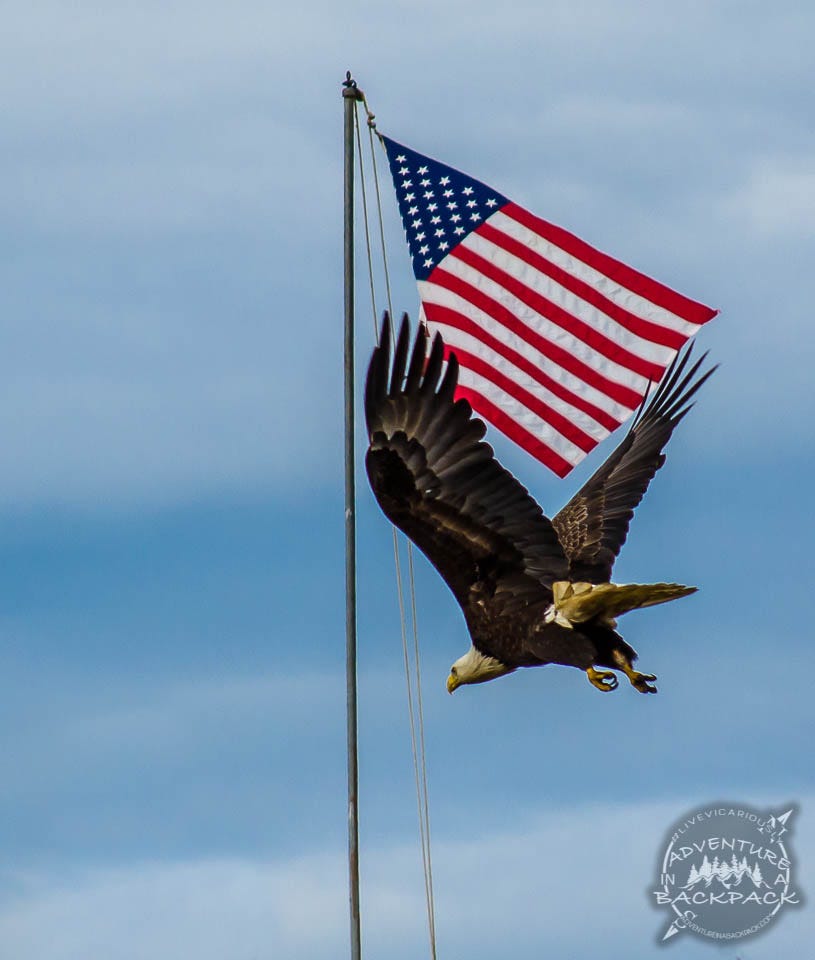 Bald Eagle with American Flag