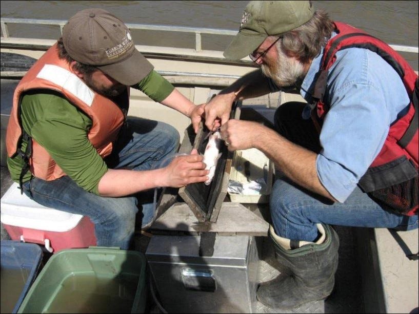 two men working on a fish