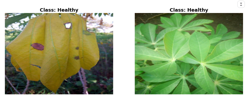 2 images of cassava plants. the first image has dead leaves, the second one has healthy leaves