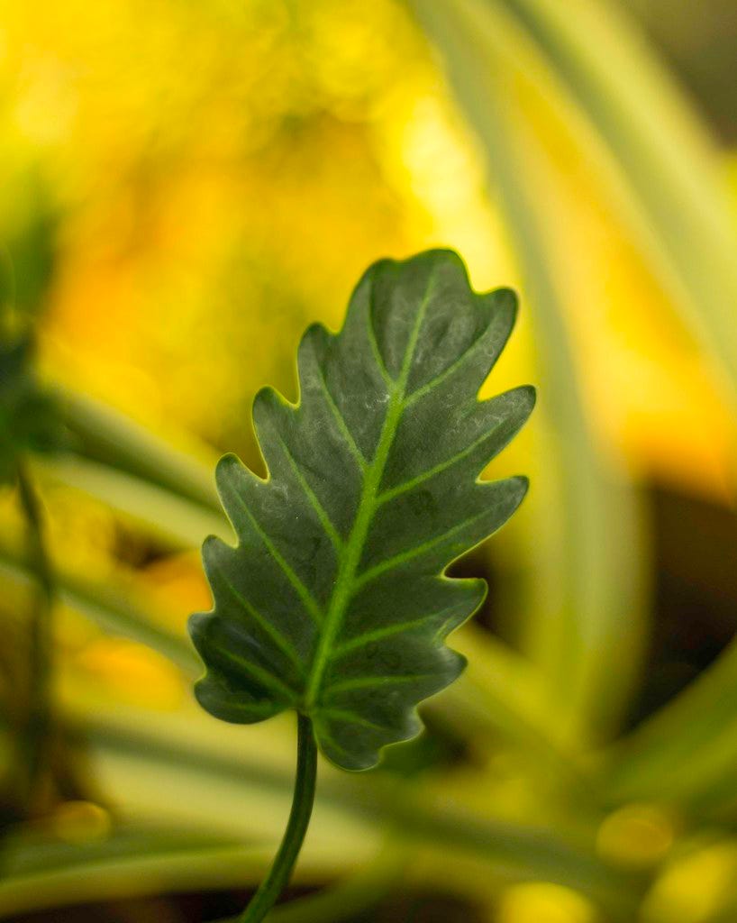 A lone dark green leaf in the foreground, contrasting against a blurry yellow green background.