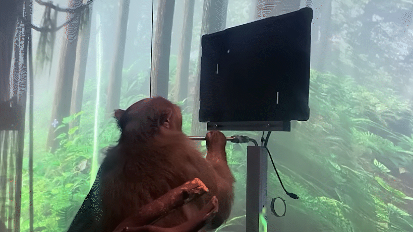 A monkey with a Neuralink chip playing pong with the computer by just looking at the screen