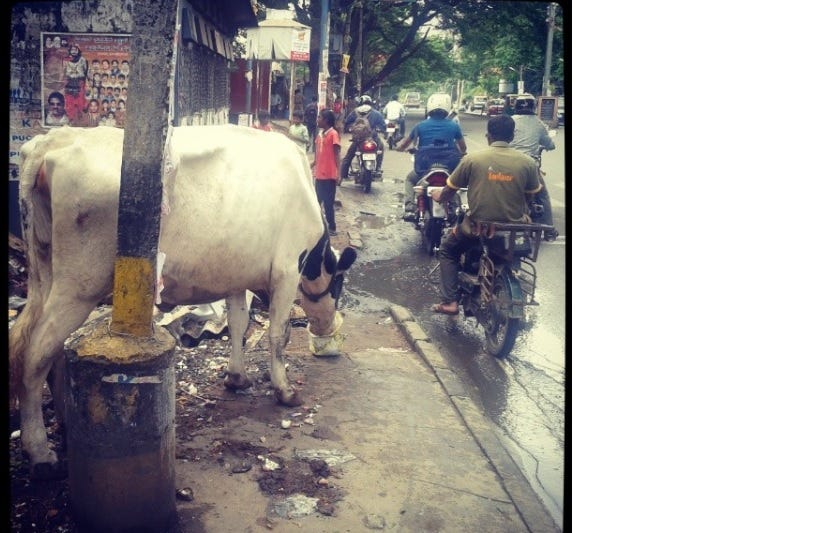 my first encounter with a street cow