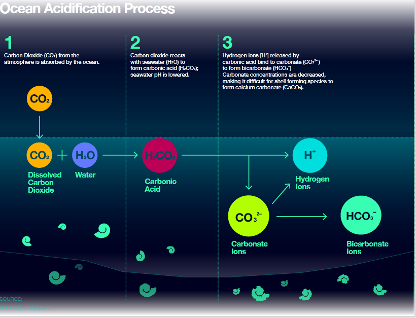 reaksi kimia pengasaman laut